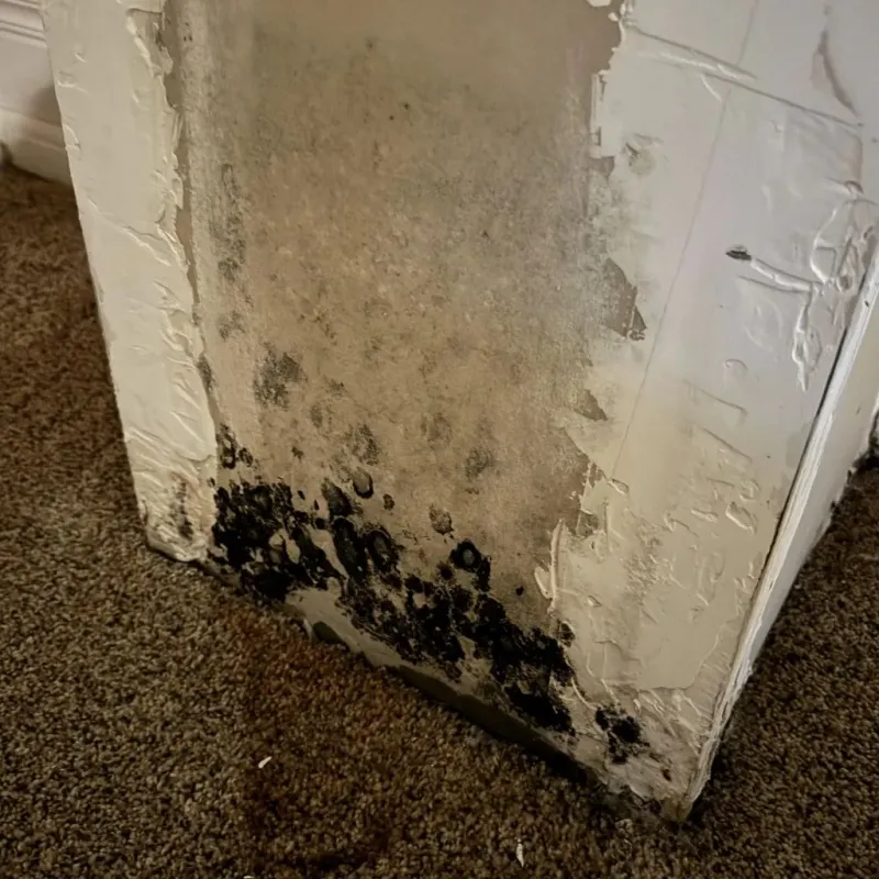 Professional Mold Removal in Parker, TX